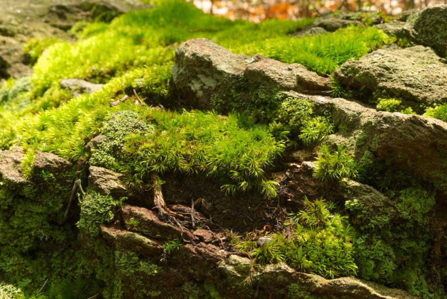Moss on the Brissy Ridge Trail