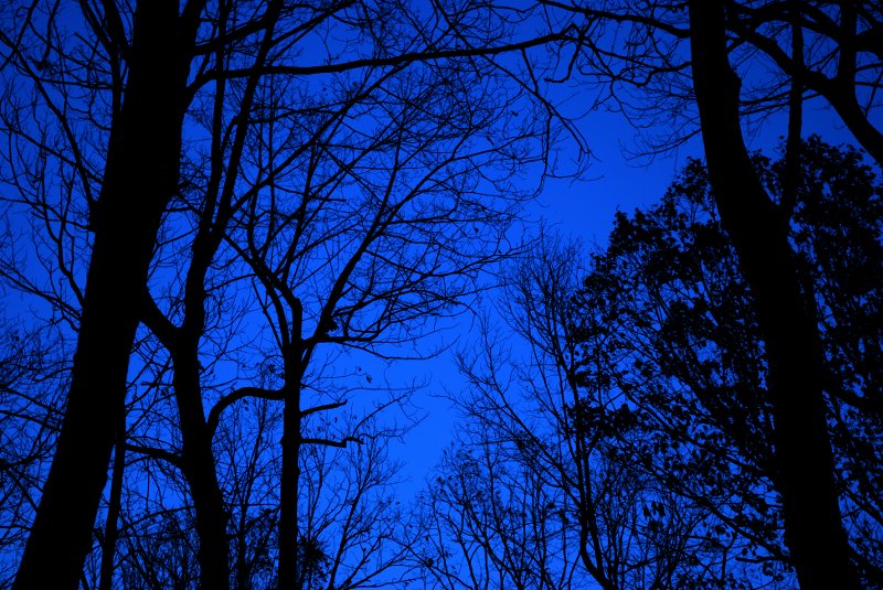 edited twilight treetops