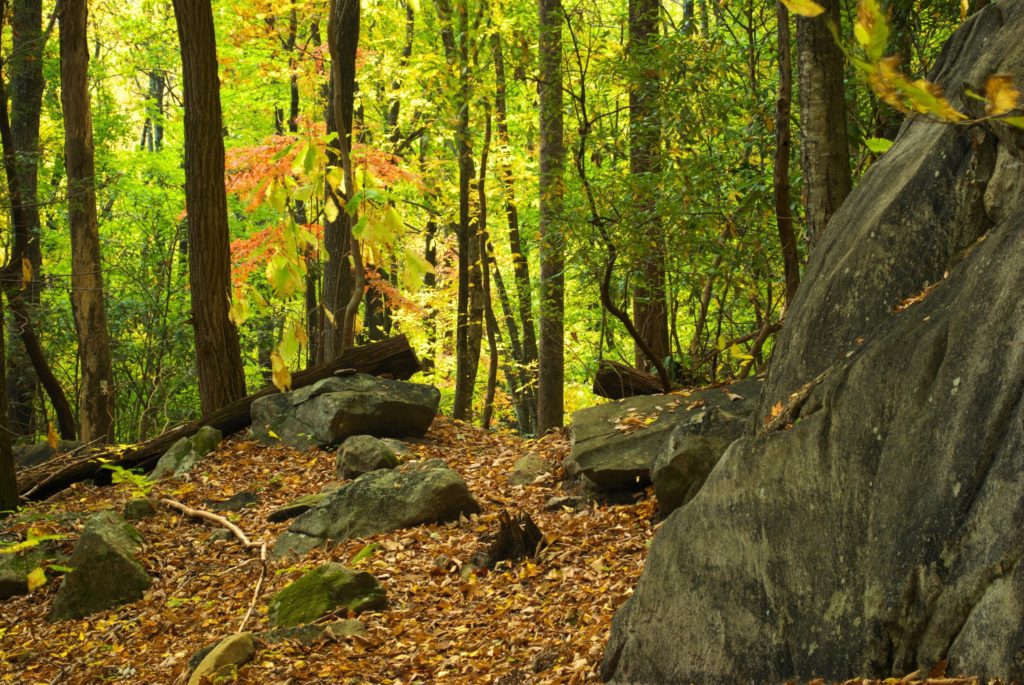 Autumn Pathway in Jones Gap