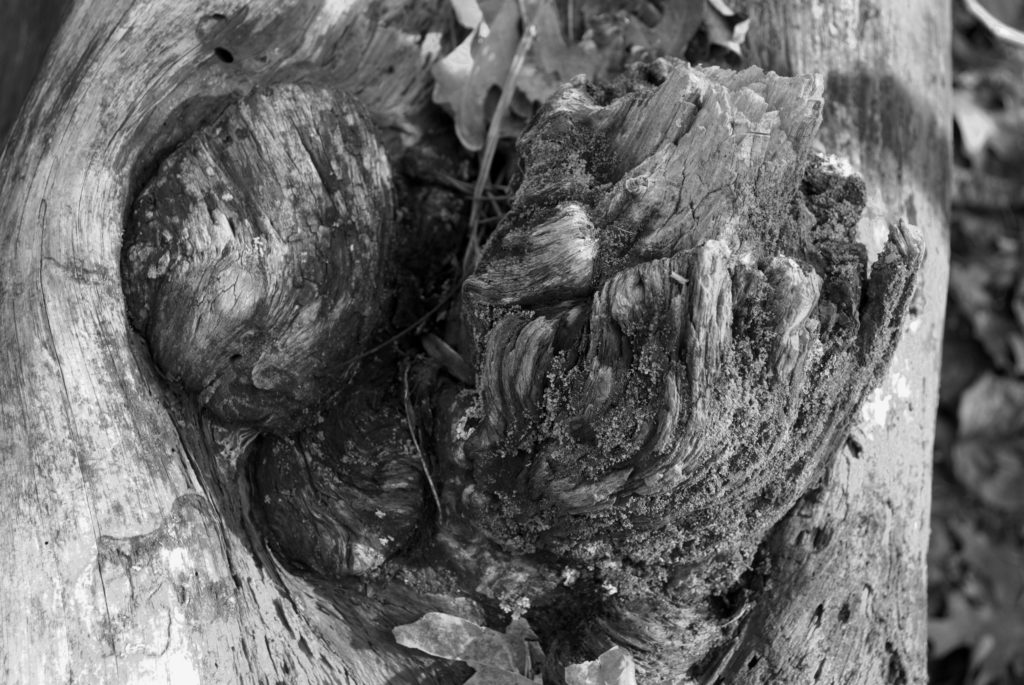 Knotted tree stump